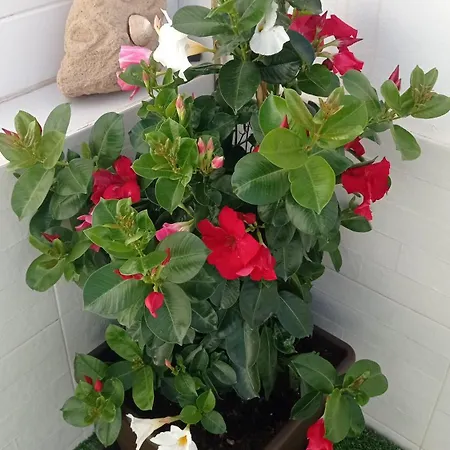 Buena Fuerte Mari Giuli شقة