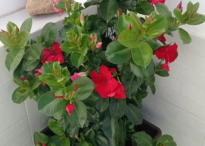 Buena Fuerte Mari Giuli Apartman